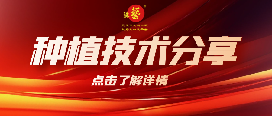 要想種出精品率高的胡蘿卜，這7點(diǎn)要注意！