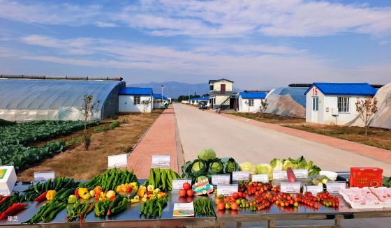 冷空氣來臨，面對(duì)“蹦極式”降溫，瓜果蔬菜如何加強(qiáng)防范應(yīng)對(duì)？